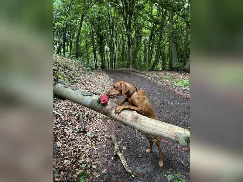 HURRA ICH WERDE MAMA!!! MIT PAPIERE MAGYAR VIZSLA