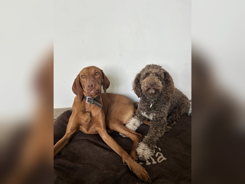 MAGYAR VIZSLA WURFPLANUNG MIT PAPIERE