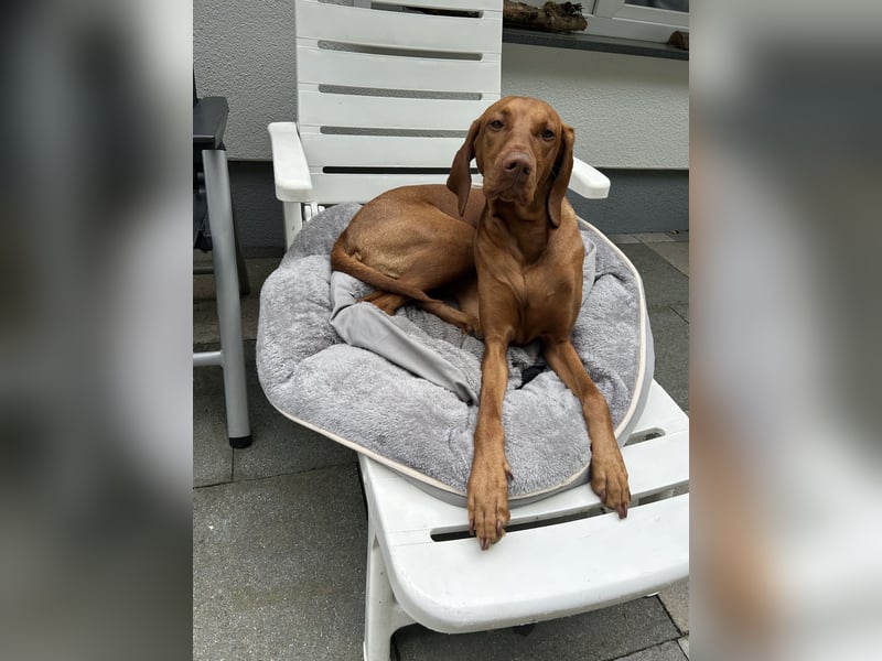 HURRA ICH WERDE MAMA!!! MIT PAPIERE MAGYAR VIZSLA