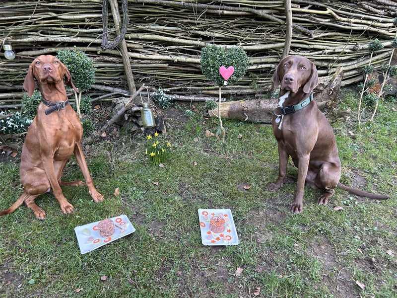 MAGYAR VIZSLA WURFPLANUNG MIT PAPIERE