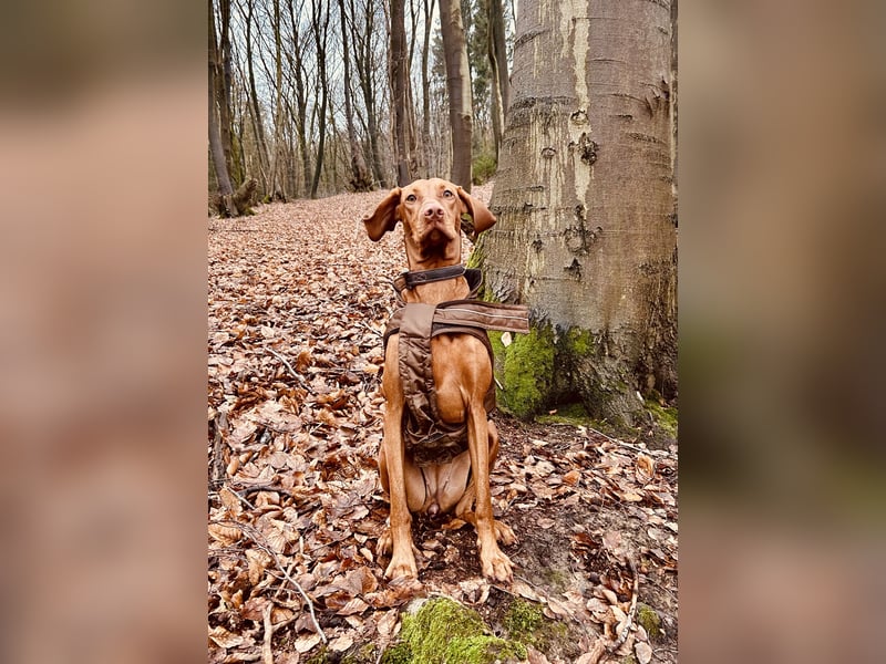 MAGYAR VIZSLA WURFPLANUNG MIT PAPIERE