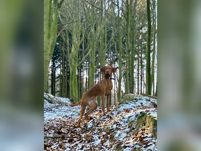 MAGYAR VIZSLA WURFPLANUNG MIT PAPIERE