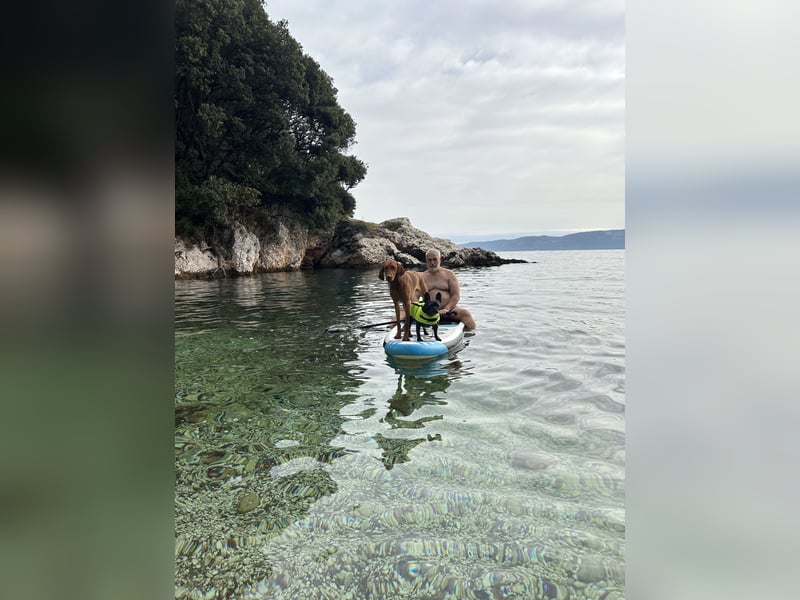 MAGYAR VIZSLA WURFPLANUNG MIT PAPIERE