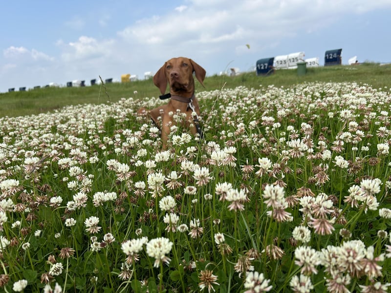 MAGYAR VIZSLA WURFPLANUNG MIT PAPIERE