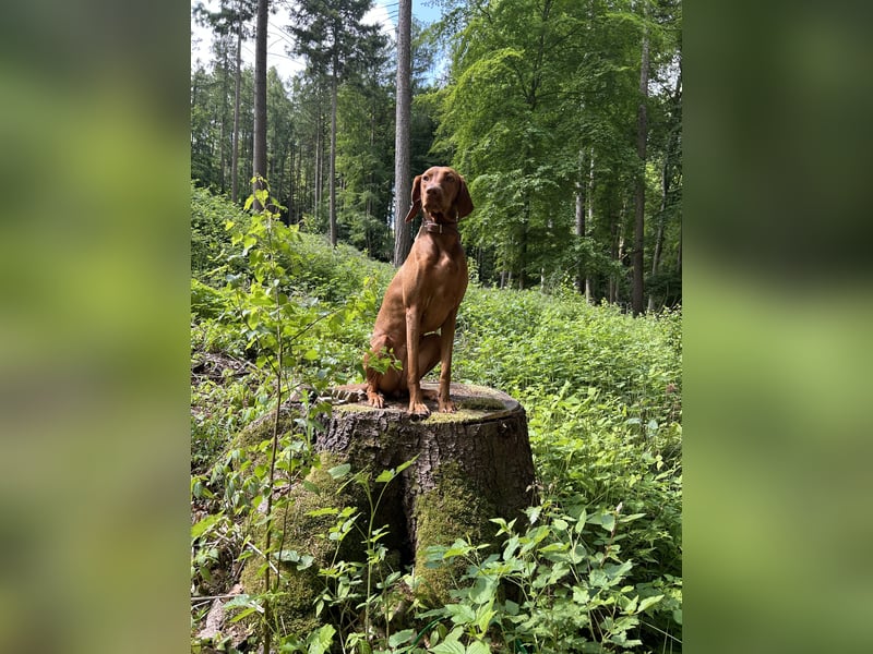 HURRA ICH WERDE MAMA!!! MIT PAPIERE MAGYAR VIZSLA