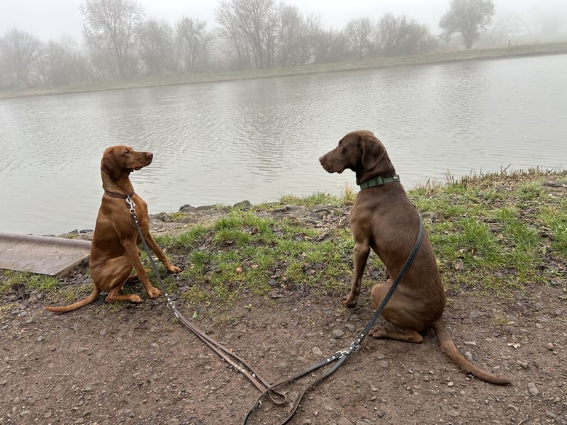 MAGYAR VIZSLA WURFPLANUNG MIT PAPIERE
