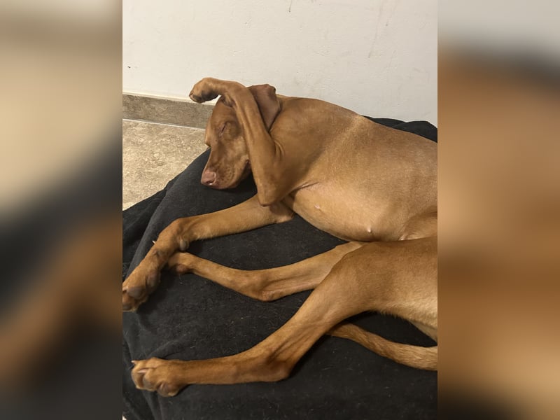 MAGYAR VIZSLA WURFPLANUNG MIT PAPIERE