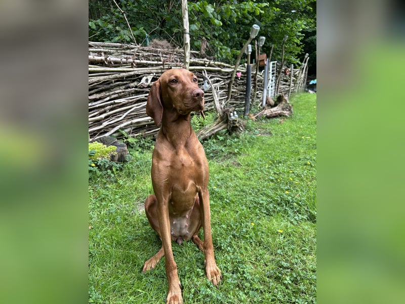 HURRA ICH WERDE MAMA!!! MIT PAPIERE MAGYAR VIZSLA