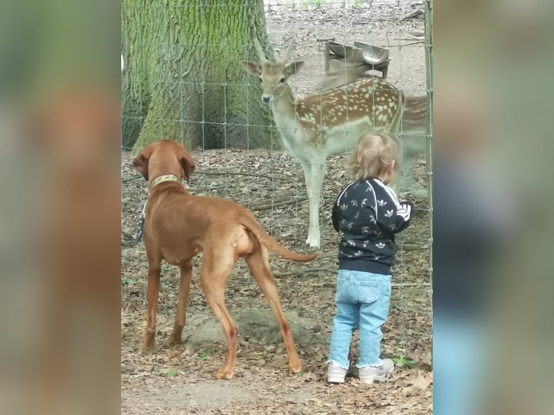 HURRA ICH WERDE MAMA!!! MIT PAPIERE MAGYAR VIZSLA