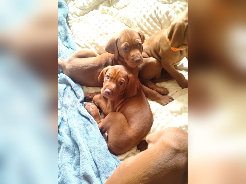 Magyar Vizsla Welpen