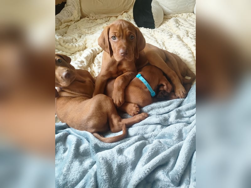 Magyar Vizsla Welpen