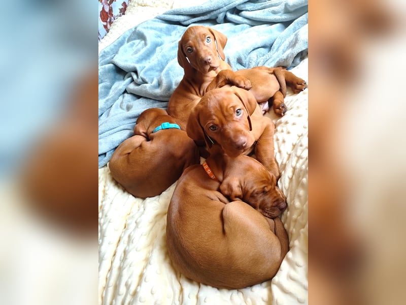 Magyar Vizsla Welpen