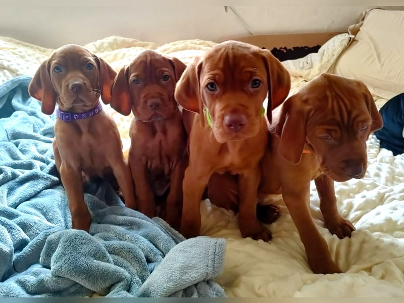 Magyar Vizsla Welpen