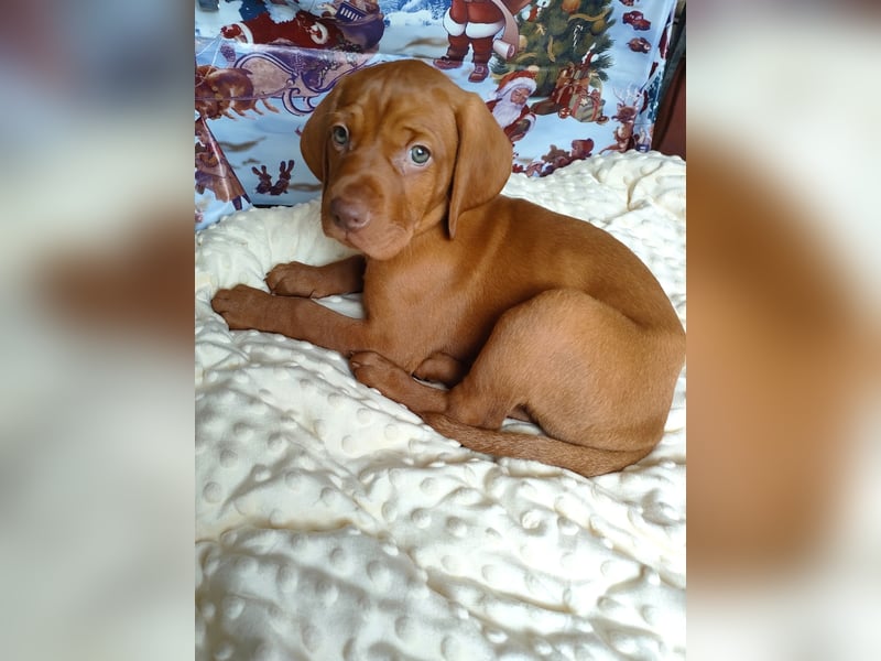 Magyar Vizsla Welpen