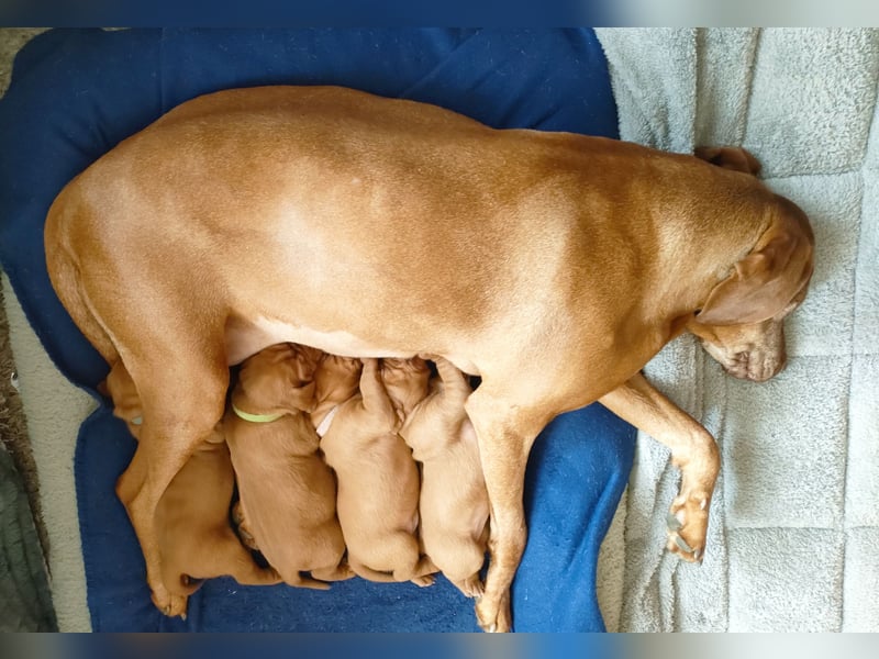 Magyar Vizsla Welpen
