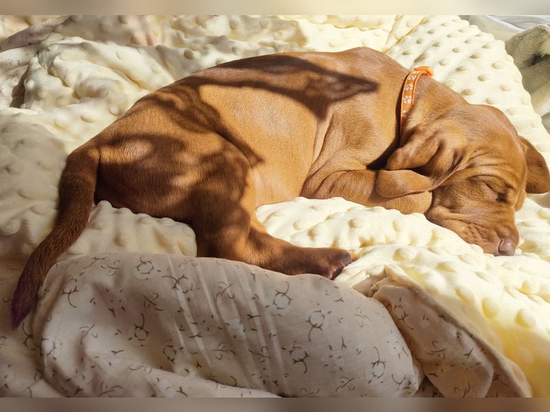 Magyar Vizsla Welpen