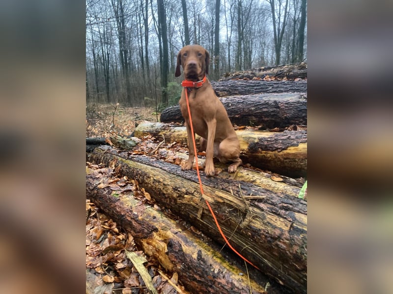 Wurfankündigung – Magyar Vizsla Welpen