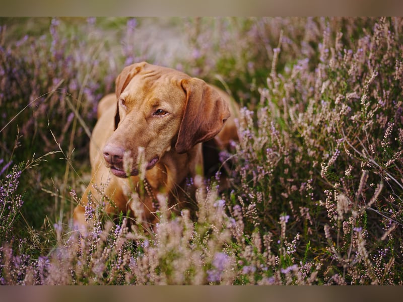 Wurfankündigung – Magyar Vizsla Welpen