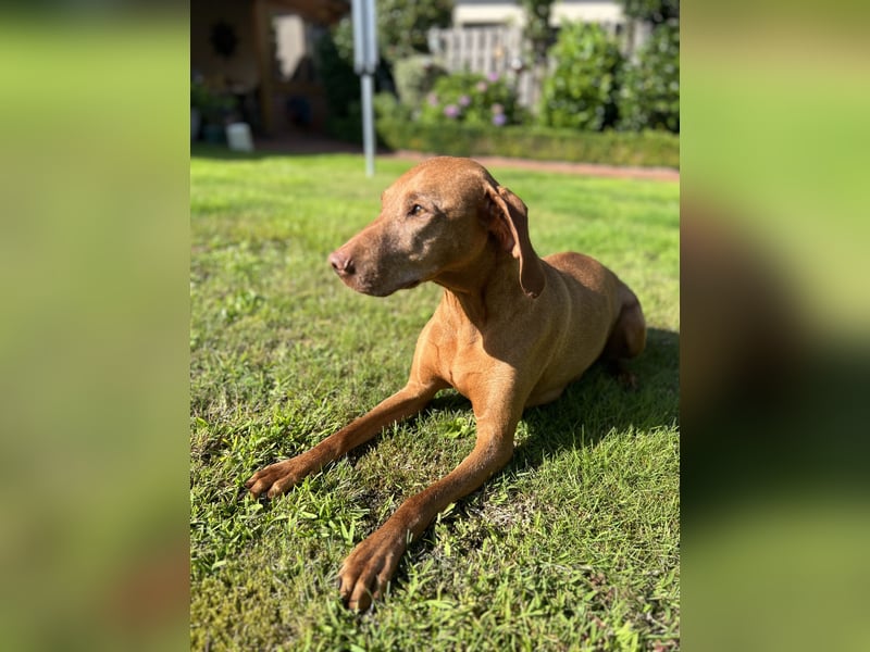 Magyar Vizsla Welpen