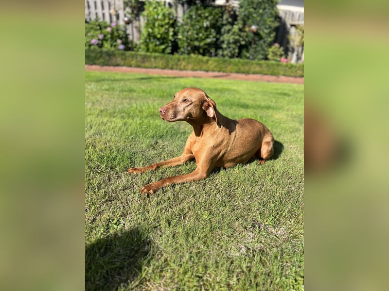 Magyar Vizsla Welpen