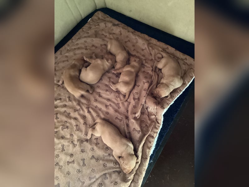 Magyar Vizsla Welpen