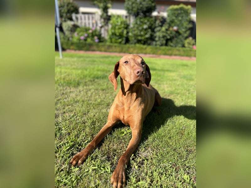 Magyar Vizsla Welpen