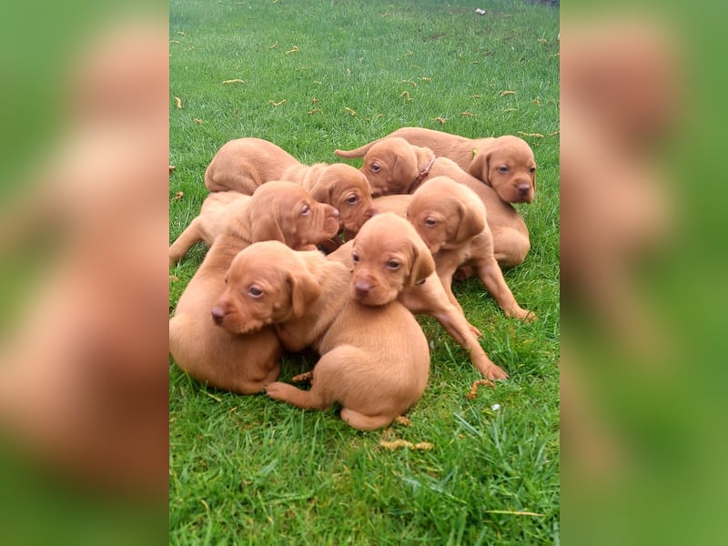 Magyar Vizsla Welpen