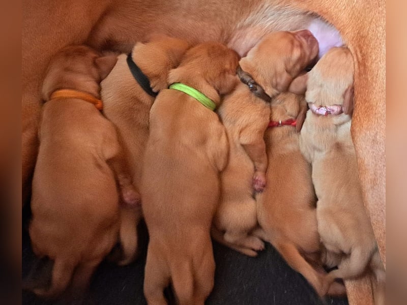 Magyar Vizsla Welpen