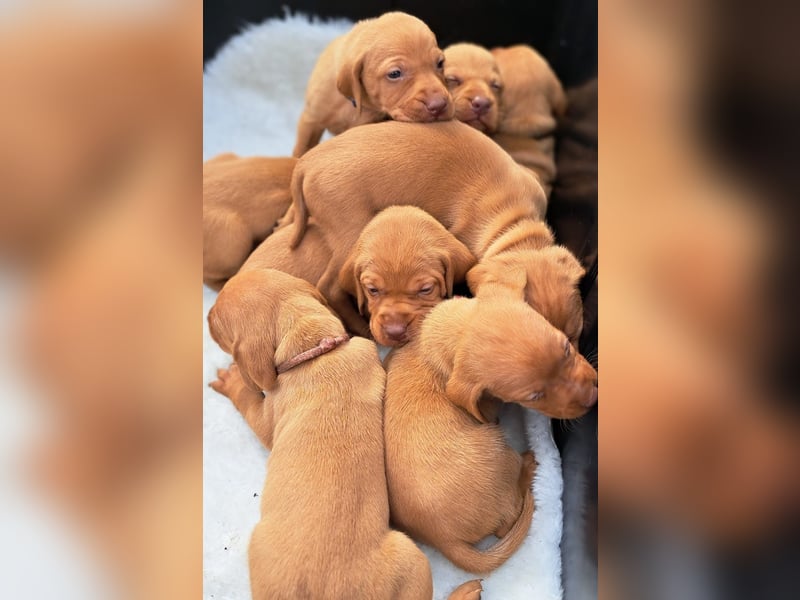 Magyar Vizsla Welpen