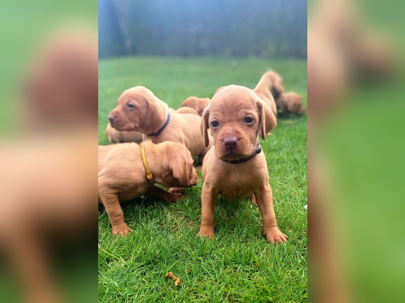 Magyar Vizsla Welpen