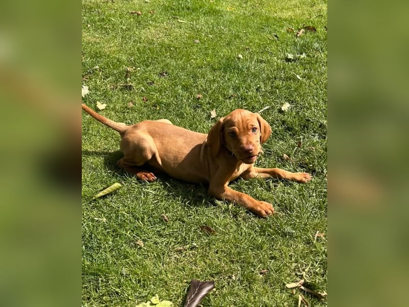 Magyar Vizsla Welpen