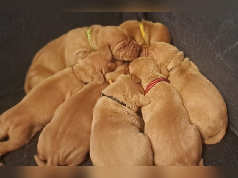 Magyar Vizsla Welpen