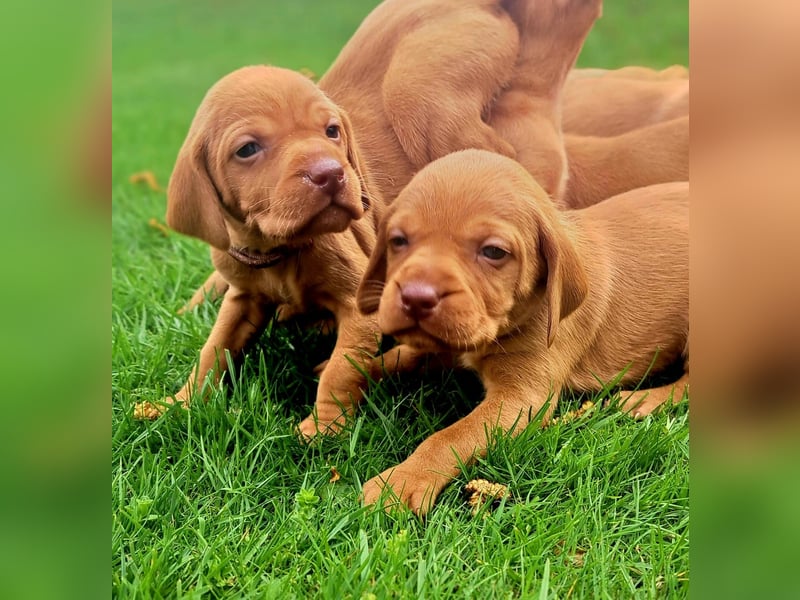 Magyar Vizsla Welpen