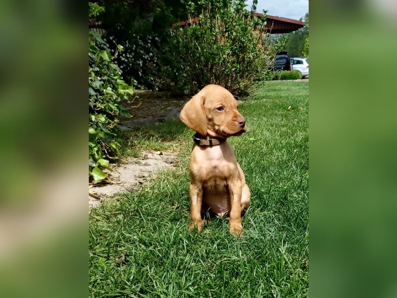 Magyar Vizsla Welpen