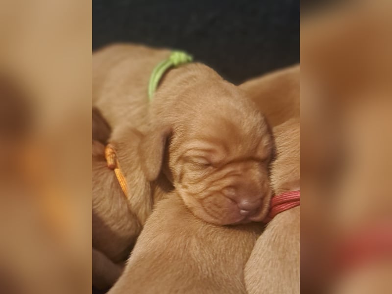 Magyar Vizsla Welpen