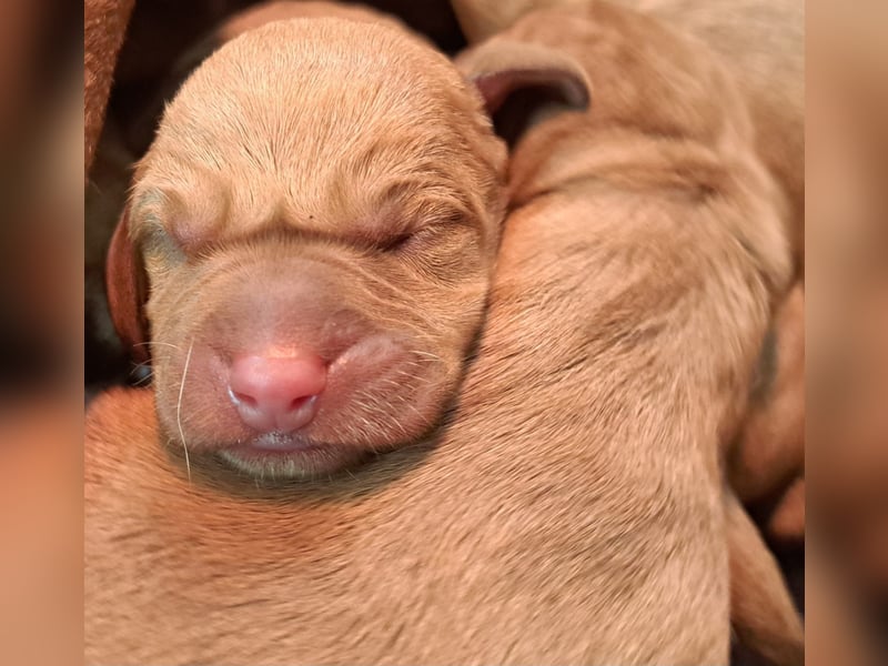Magyar Vizsla Welpen