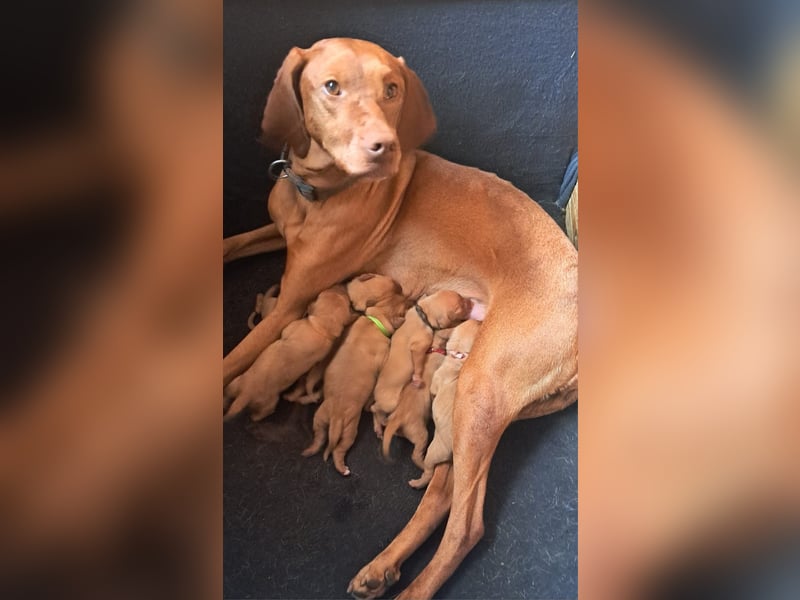Magyar Vizsla Welpen