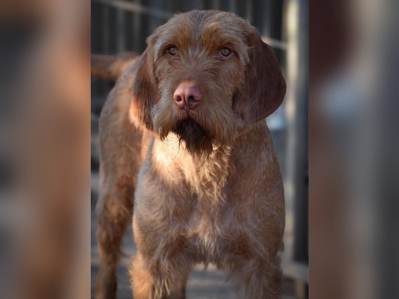 Drahthaar Magyar Vizsla welpen