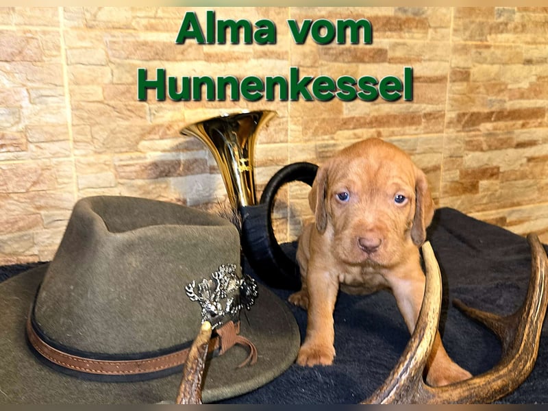 Drahthaar Magyar Vizsla welpen