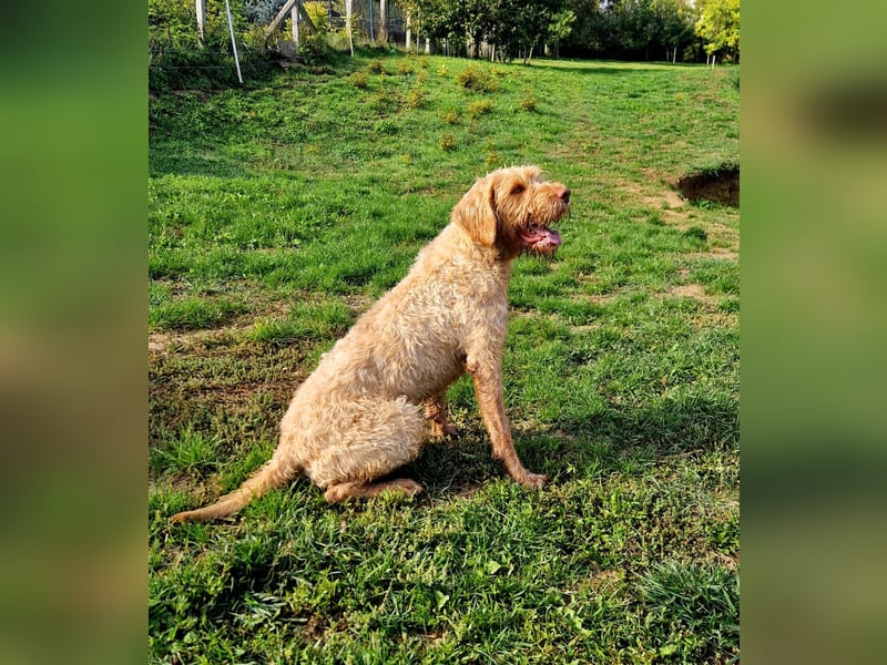 Drahthaar Magyar Vizsla welpen