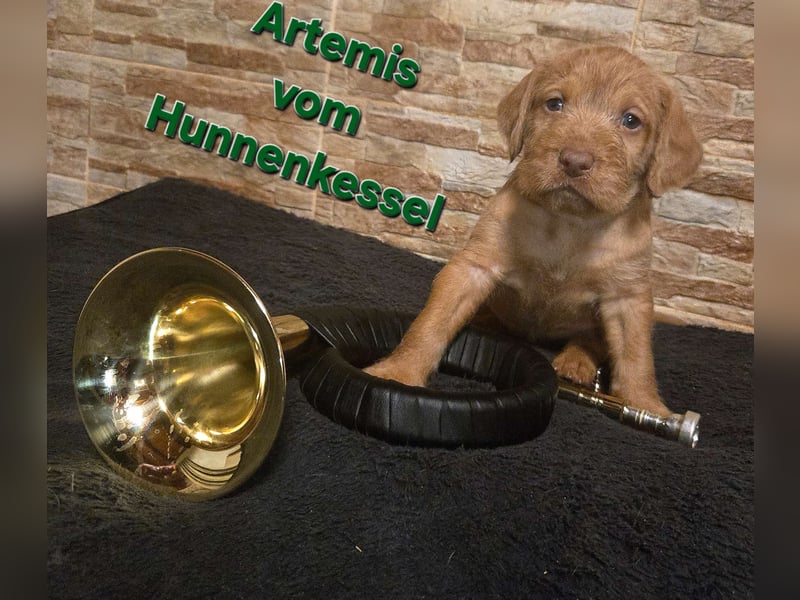 Drahthaar Magyar Vizsla welpen