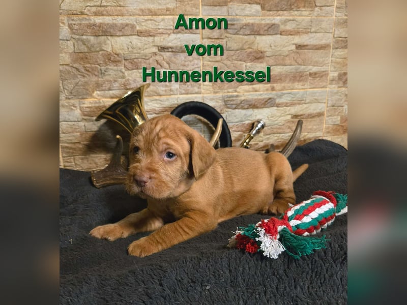 Drahthaar Magyar Vizsla welpen