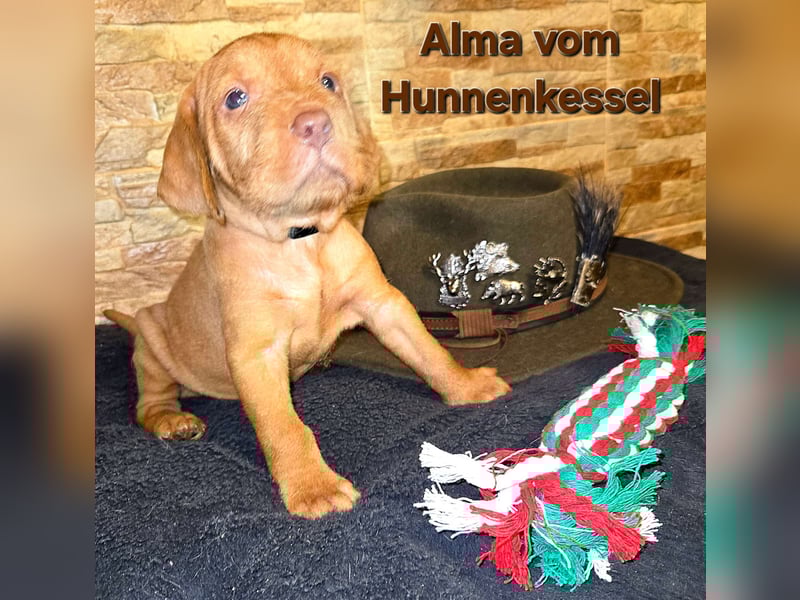 Drahthaar Magyar Vizsla welpen