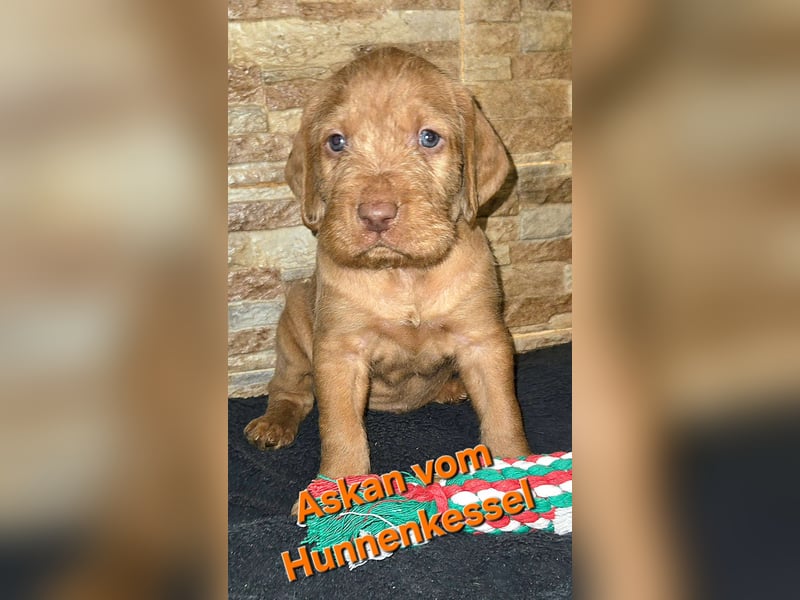Drahthaar Magyar Vizsla welpen