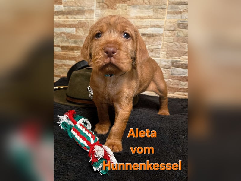 Drahthaar Magyar Vizsla welpen