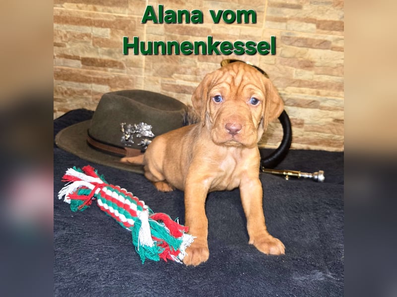 Drahthaar Magyar Vizsla welpen