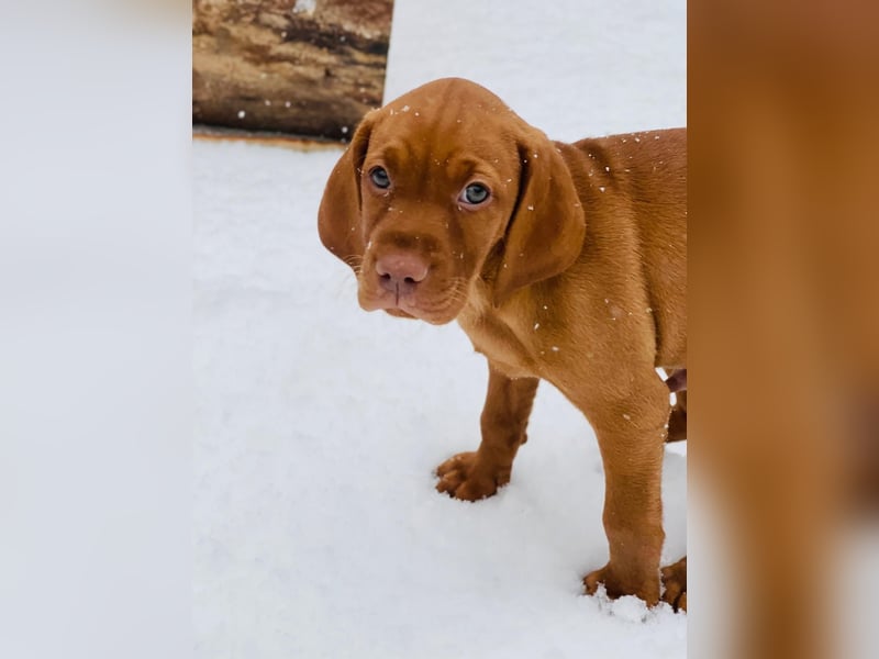 Magyar Vizsla Welpen