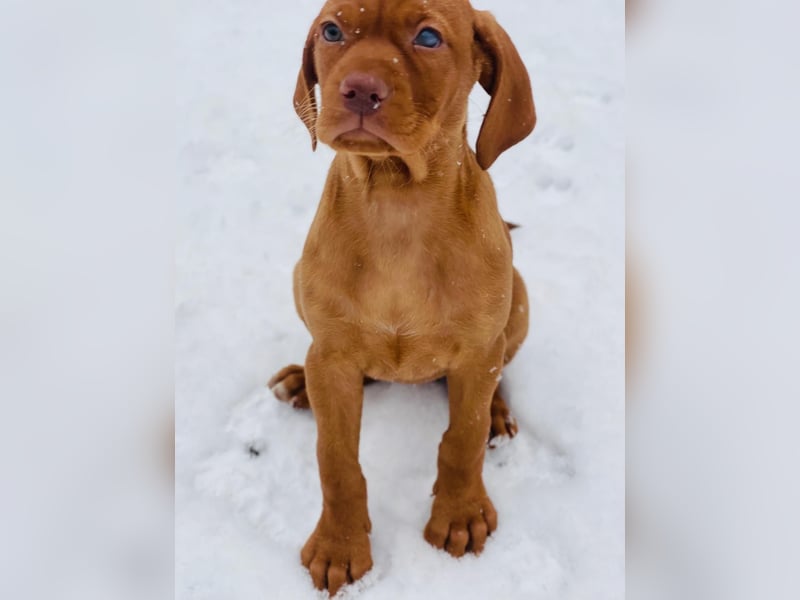 Magyar Vizsla Welpen