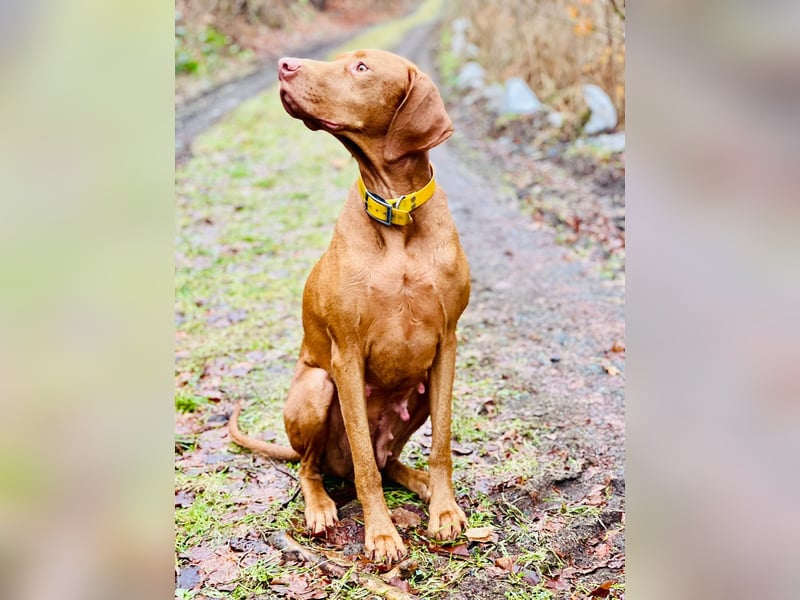 Magyar Vizsla Welpen