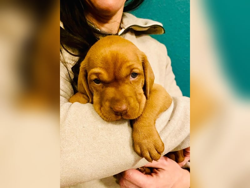 Magyar Vizsla Welpen